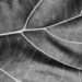 A close up black and white image of a leave's veins